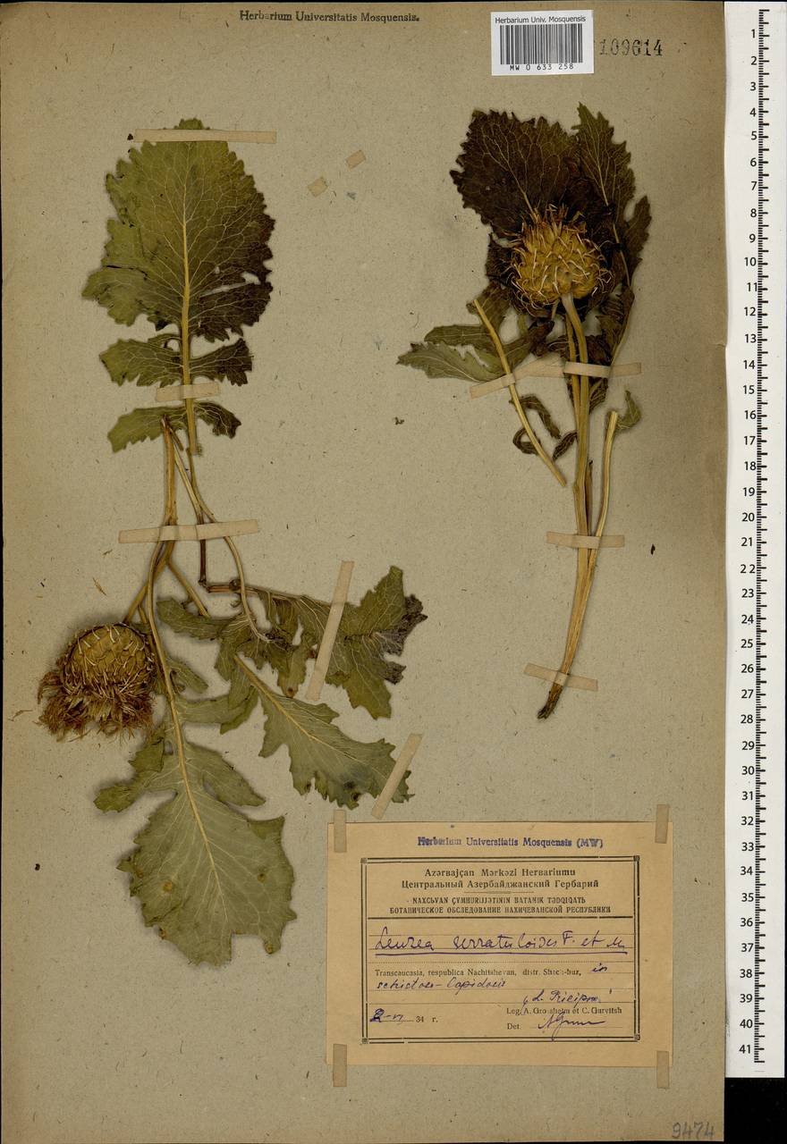 Klasea serratuloides subsp. serratuloides, Кавказ, Азербайджан (K6) (Азербайджан)