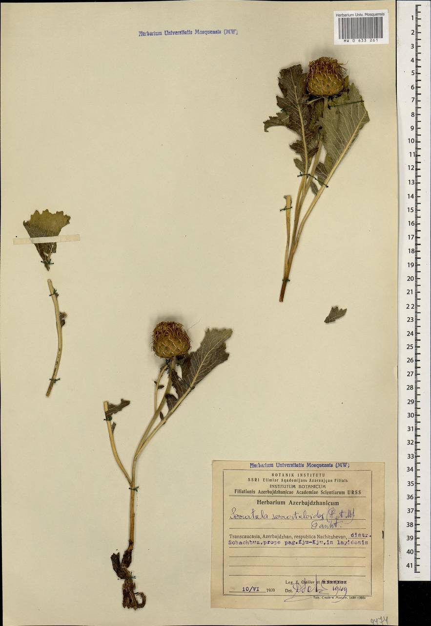 Klasea serratuloides subsp. serratuloides, Кавказ, Азербайджан (K6) (Азербайджан)