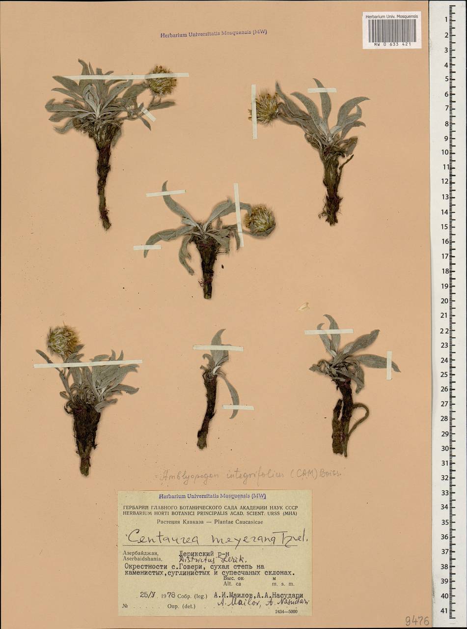 Psephellus integrifolius K. Koch, Кавказ, Азербайджан (K6) (Азербайджан)