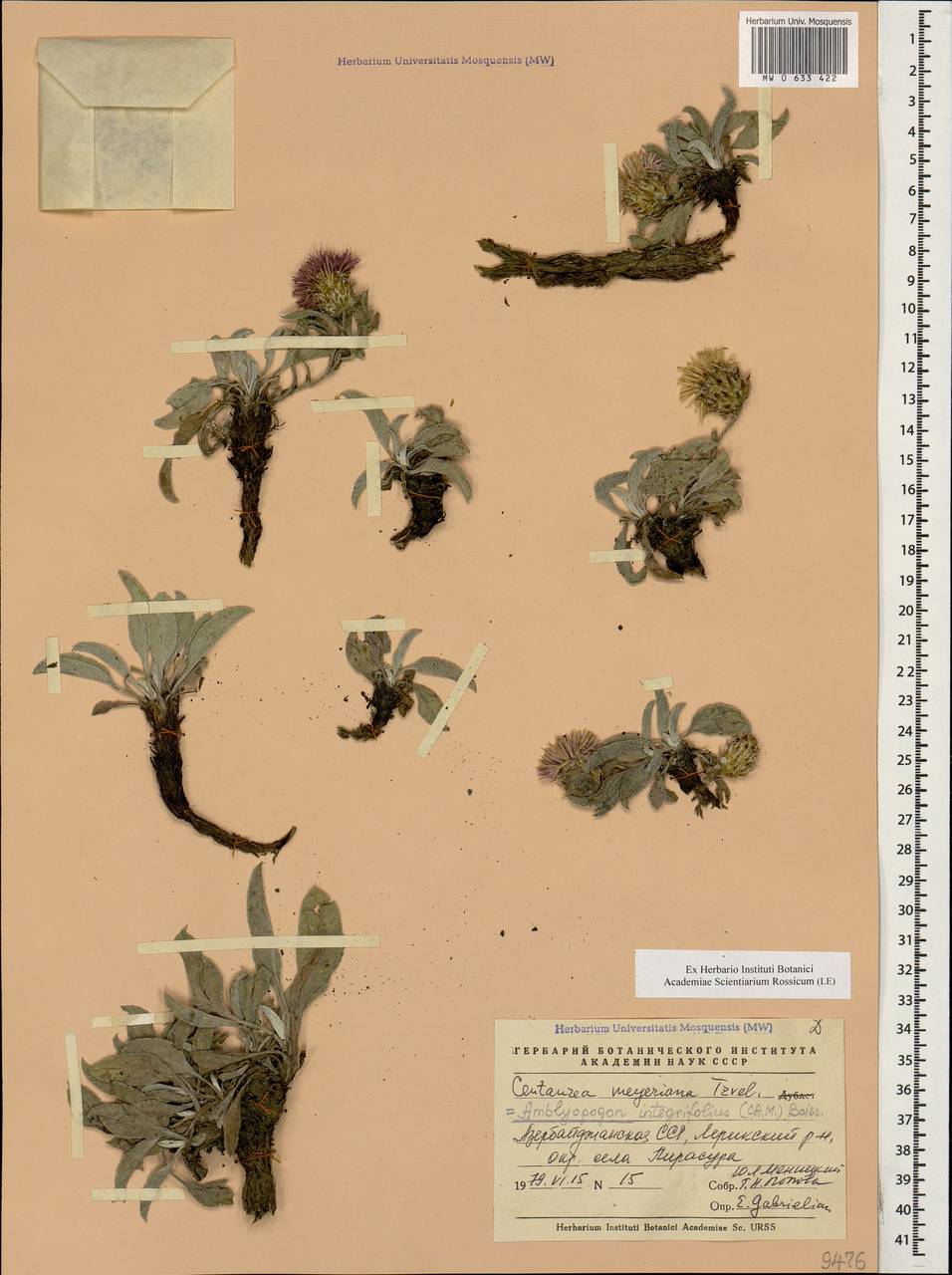 Psephellus integrifolius K. Koch, Кавказ, Азербайджан (K6) (Азербайджан)