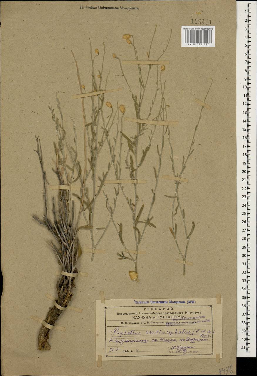 Псефеллюс желтоголовый, Кавказ, Азербайджан (K6) (Азербайджан)