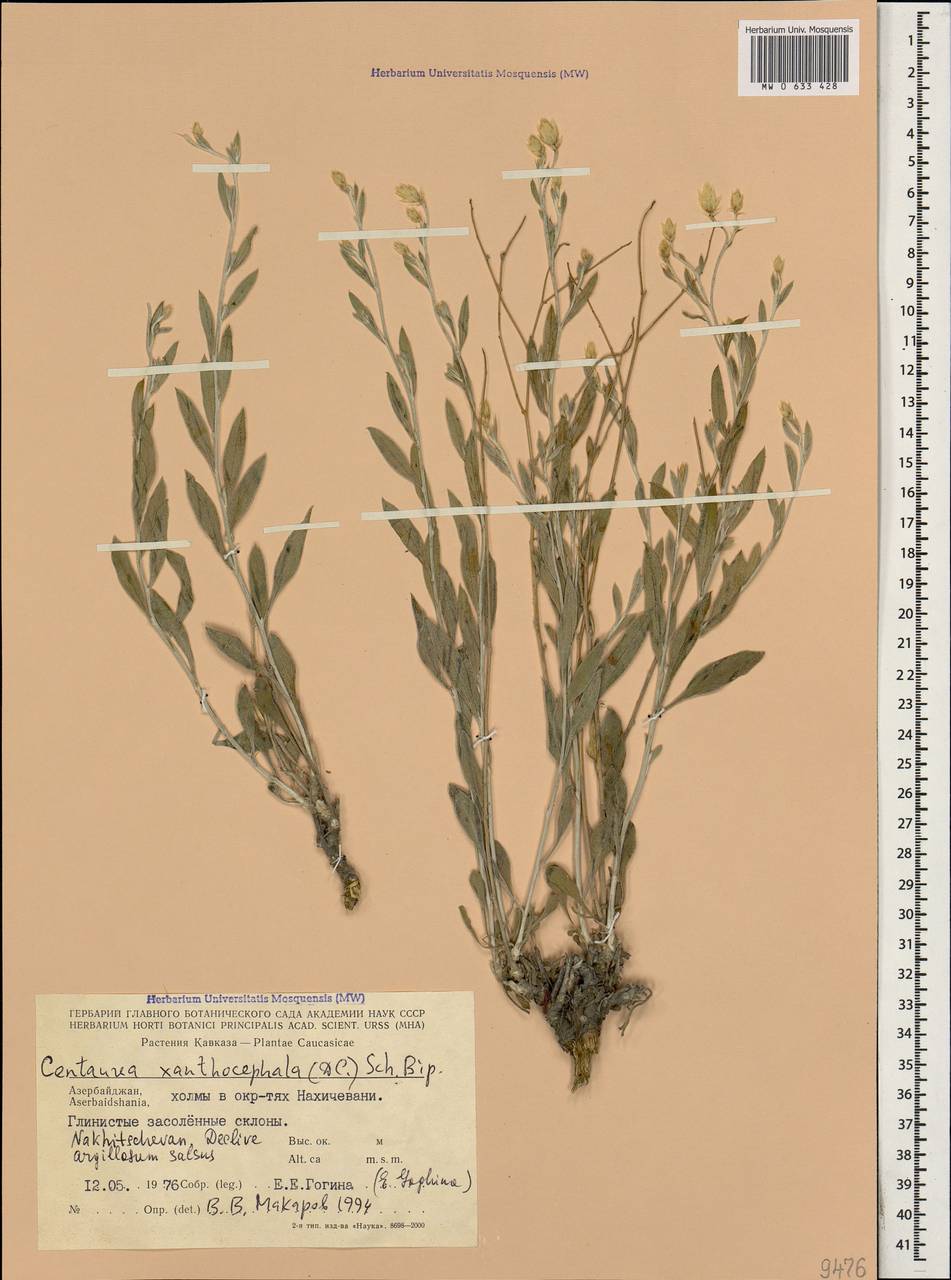 Псефеллюс желтоголовый, Кавказ, Азербайджан (K6) (Азербайджан)