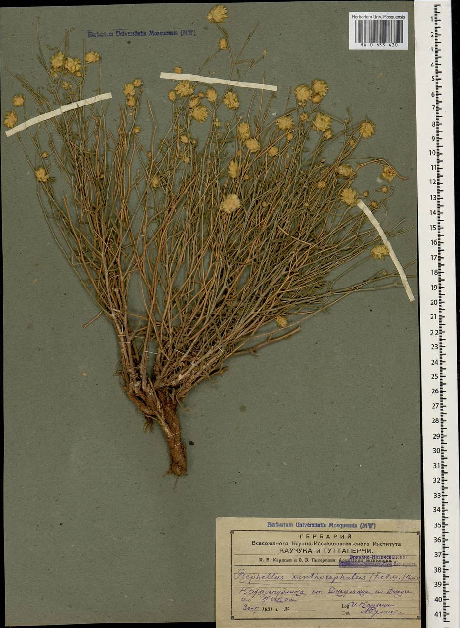 Псефеллюс желтоголовый, Кавказ, Азербайджан (K6) (Азербайджан)