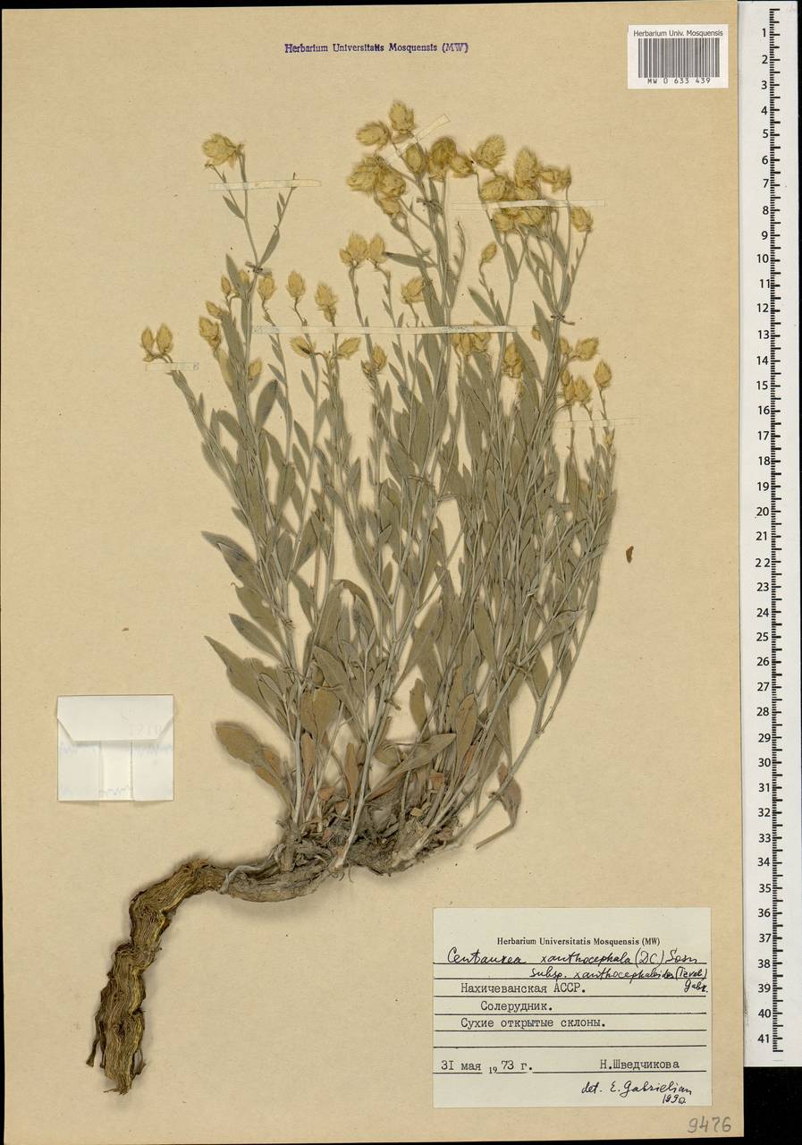 Псефеллюс желтоголовый, Кавказ, Азербайджан (K6) (Азербайджан)