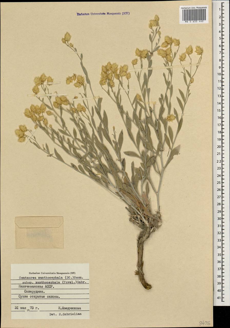 Псефеллюс желтоголовый, Кавказ, Азербайджан (K6) (Азербайджан)