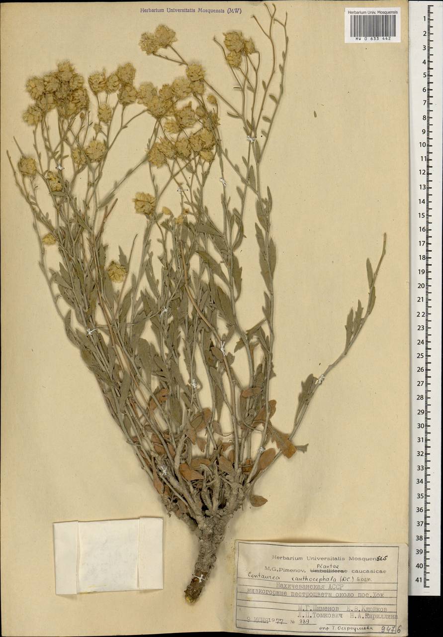 Псефеллюс желтоголовый, Кавказ, Азербайджан (K6) (Азербайджан)