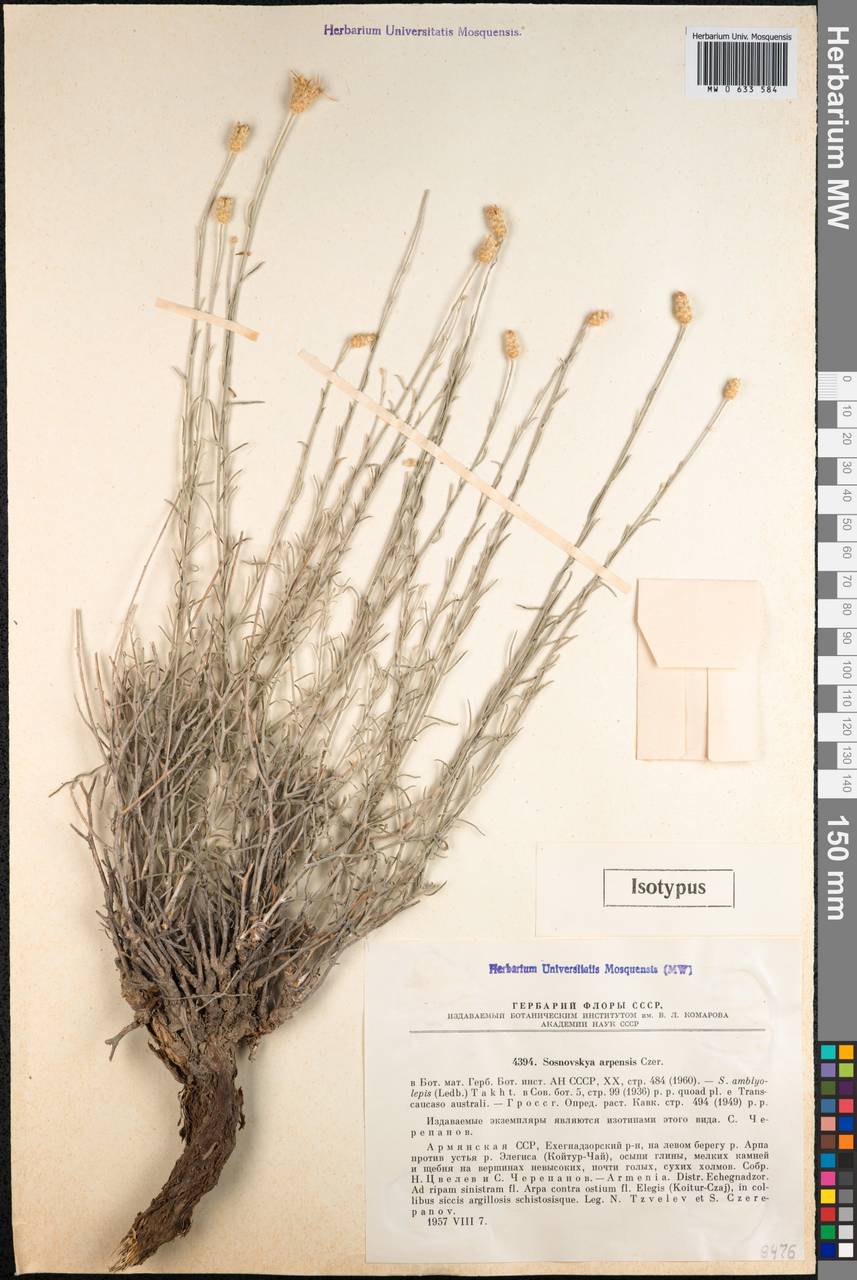 Psephellus arpensis (Czerep.) Wagenitz, Кавказ, Армения (K5) (Армения)