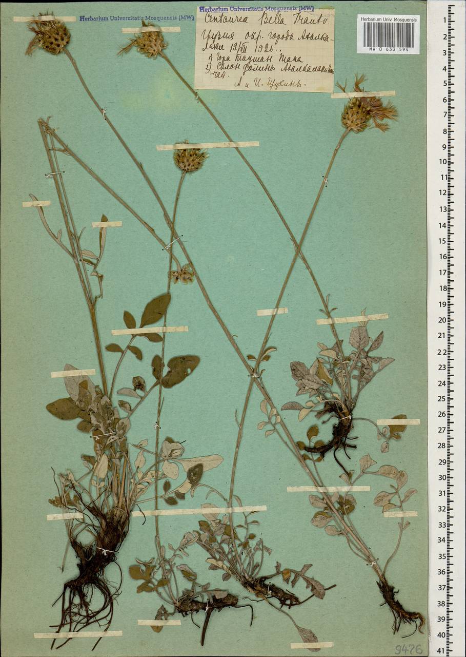 Psephellus bellis (Trautv.) Wagenitz, Кавказ, Грузия (K4) (Грузия)