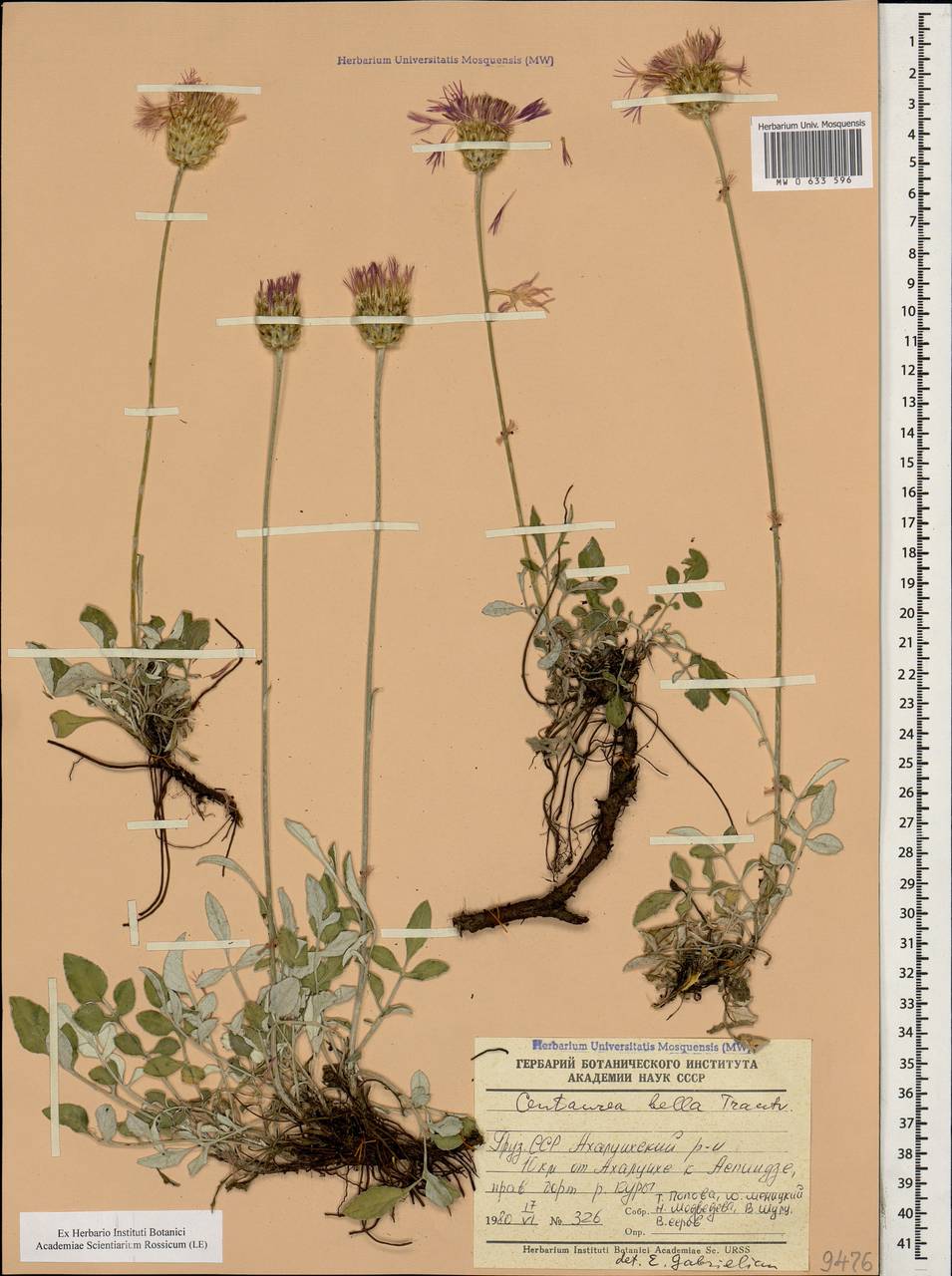 Psephellus bellis (Trautv.) Wagenitz, Кавказ, Грузия (K4) (Грузия)