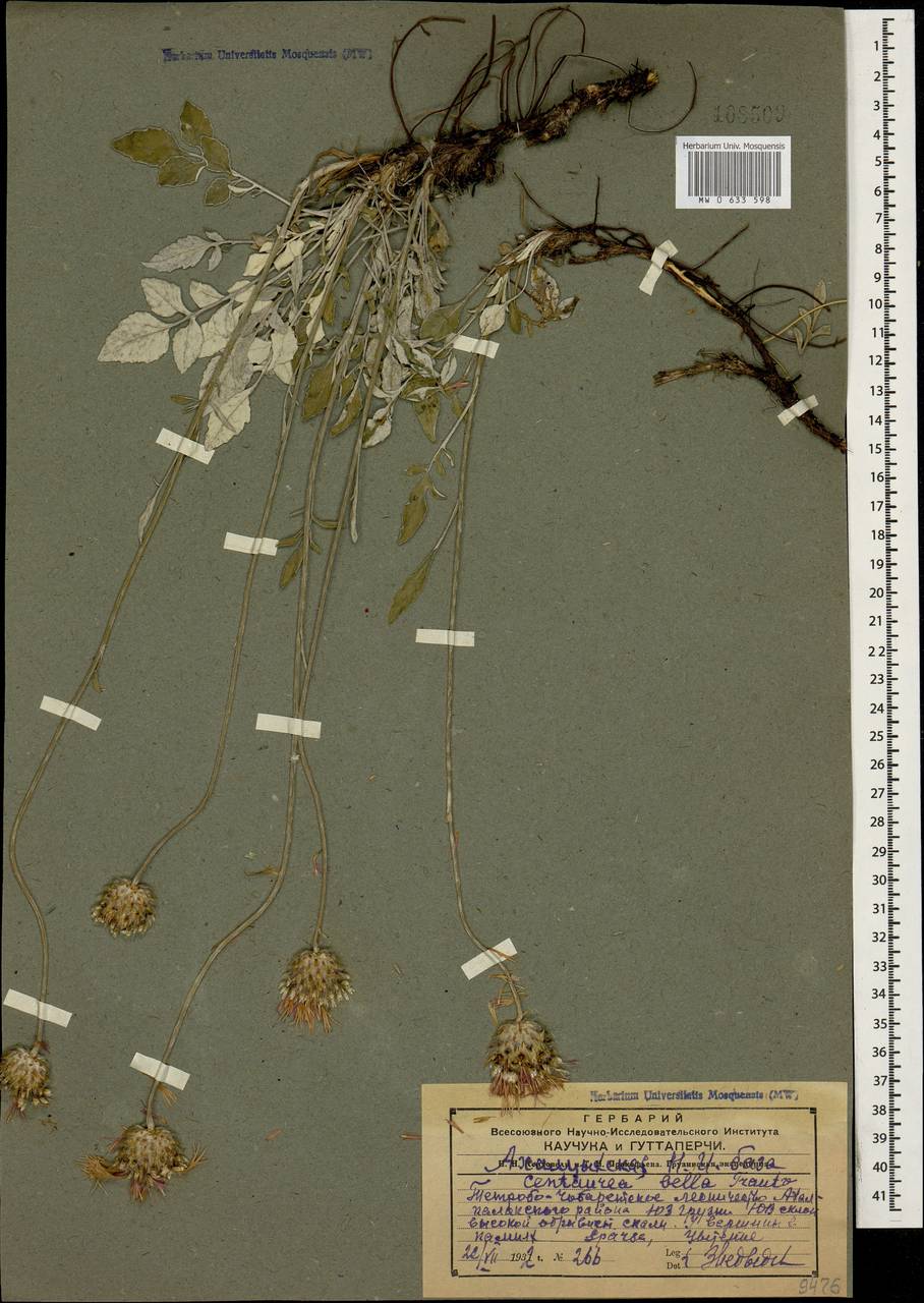 Psephellus bellis (Trautv.) Wagenitz, Кавказ, Грузия (K4) (Грузия)