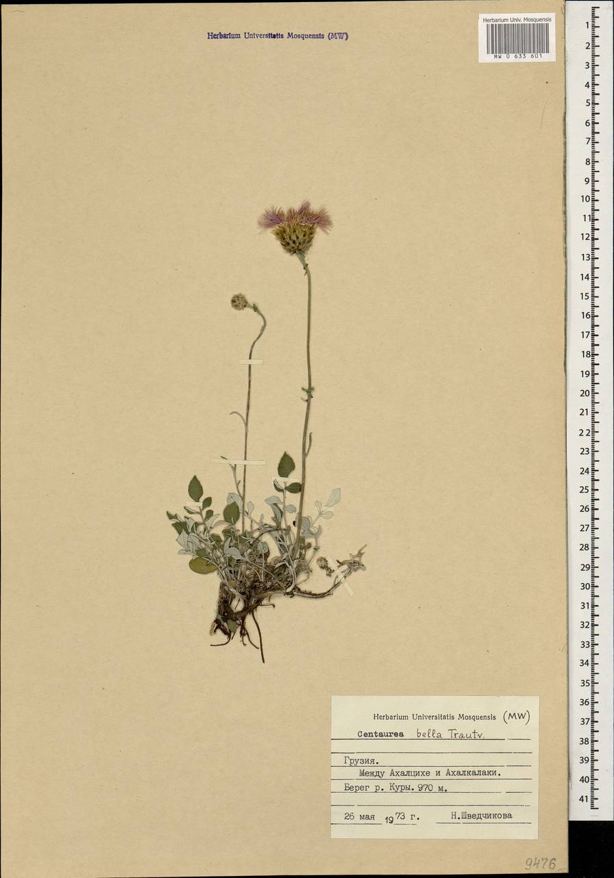 Psephellus bellis (Trautv.) Wagenitz, Кавказ, Грузия (K4) (Грузия)