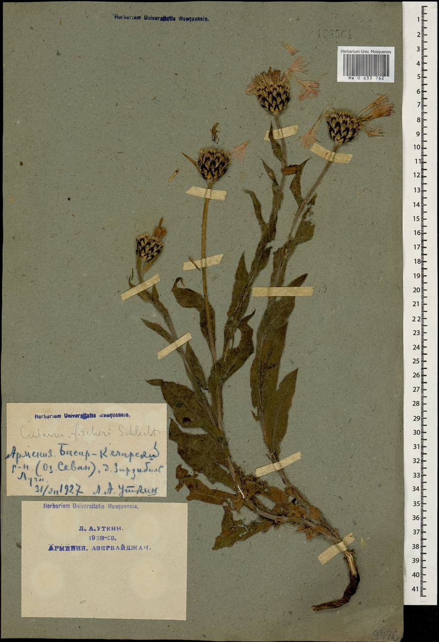 Centaurea cheiranthifolia subsp. cheiranthifolia, Кавказ, Армения (K5) (Армения)