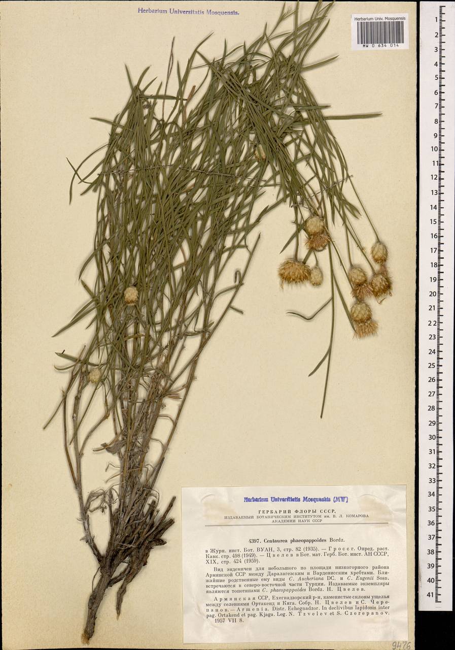 Псефеллюс феопаппусовидный (Bordz.) Wagenitz, Кавказ, Армения (K5) (Армения)