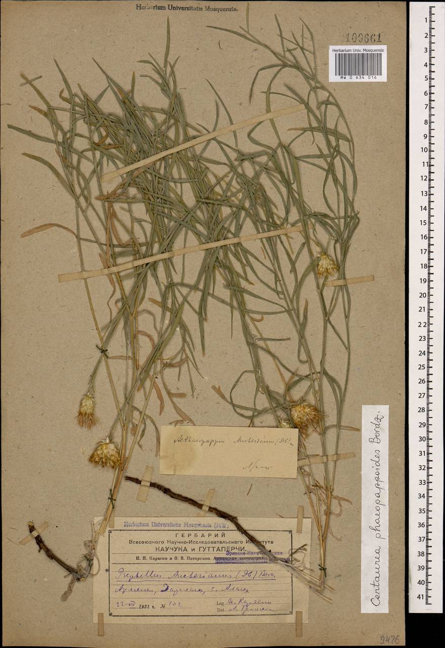 Псефеллюс феопаппусовидный (Bordz.) Wagenitz, Кавказ, Армения (K5) (Армения)