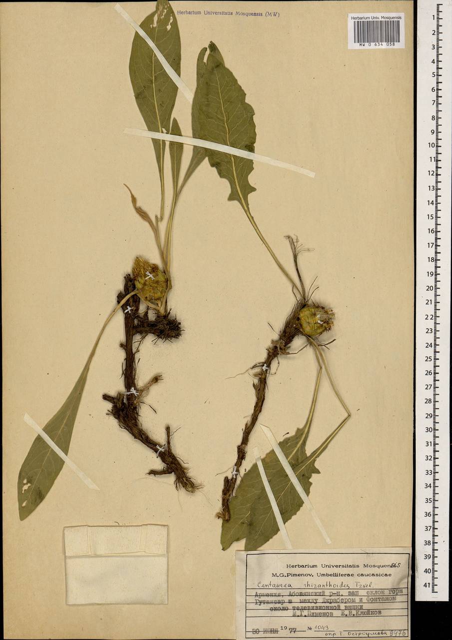 Centaurea rhizanthoides Tzvelev, Кавказ, Армения (K5) (Армения)