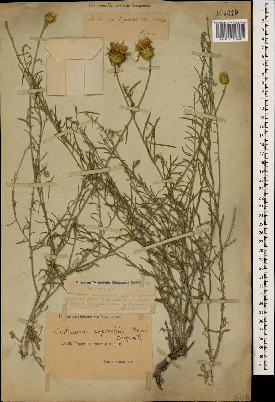 Псефеллюс Рупрехта (Boiss.) Greuter, Кавказ, Дагестан (K2) (Россия)