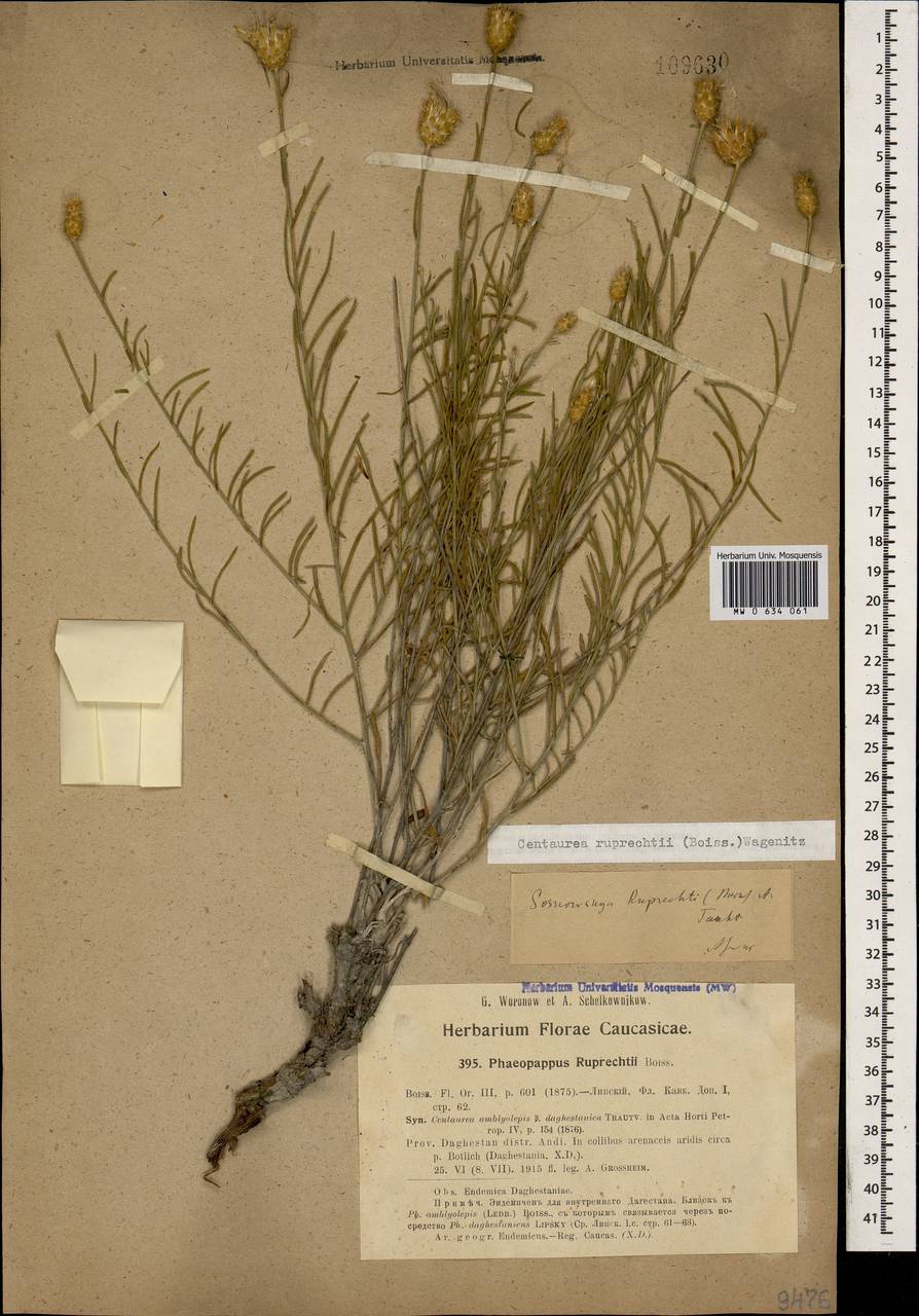 Псефеллюс Рупрехта (Boiss.) Greuter, Кавказ, Дагестан (K2) (Россия)