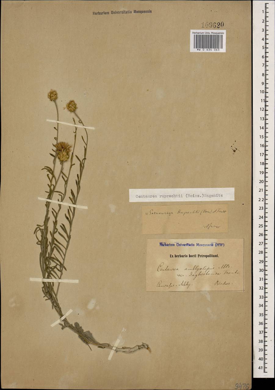 Псефеллюс Рупрехта (Boiss.) Greuter, Кавказ, Дагестан (K2) (Россия)