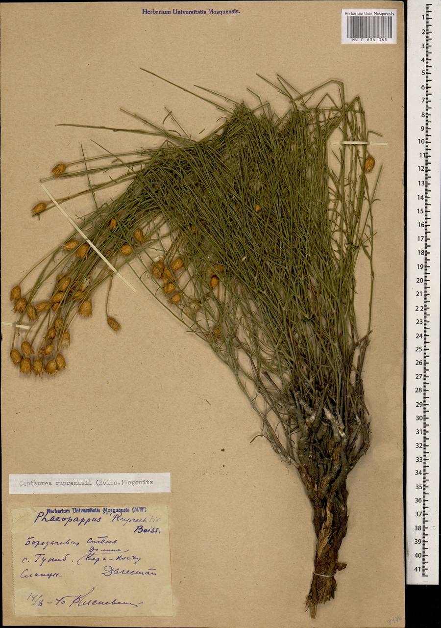 Псефеллюс Рупрехта (Boiss.) Greuter, Кавказ, Дагестан (K2) (Россия)