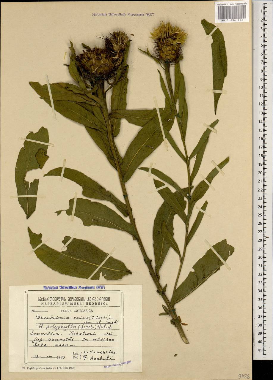 Василек многолистный Ledeb. ex Nordm., Кавказ, Грузия (K4) (Грузия)