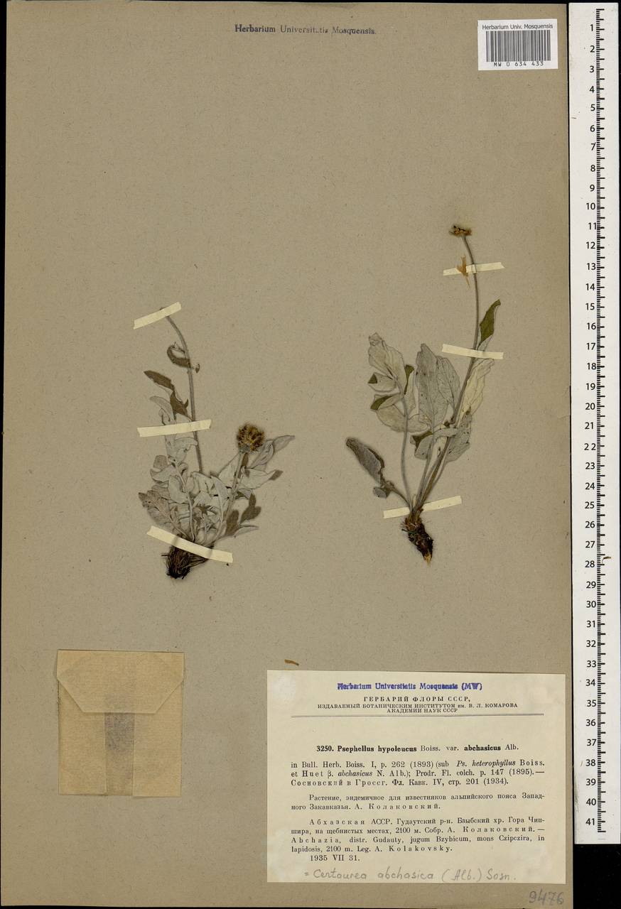 Псефеллюс абхазский Albov, Кавказ, Абхазия (K4a) (Абхазия)