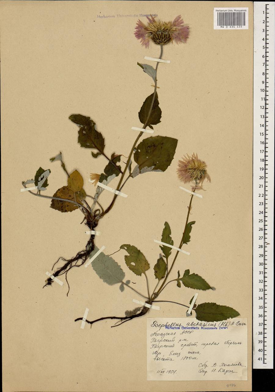 Псефеллюс абхазский Albov, Кавказ, Абхазия (K4a) (Абхазия)