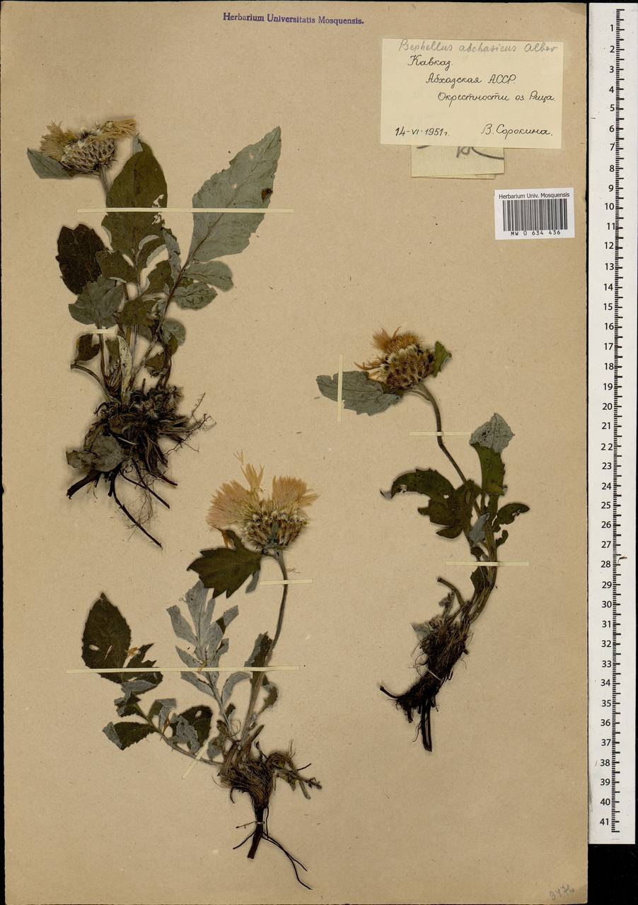 Псефеллюс абхазский Albov, Кавказ, Абхазия (K4a) (Абхазия)