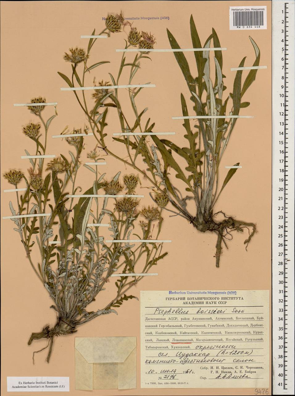 Псефеллюс Буасье Sosn., Кавказ, Дагестан (K2) (Россия)