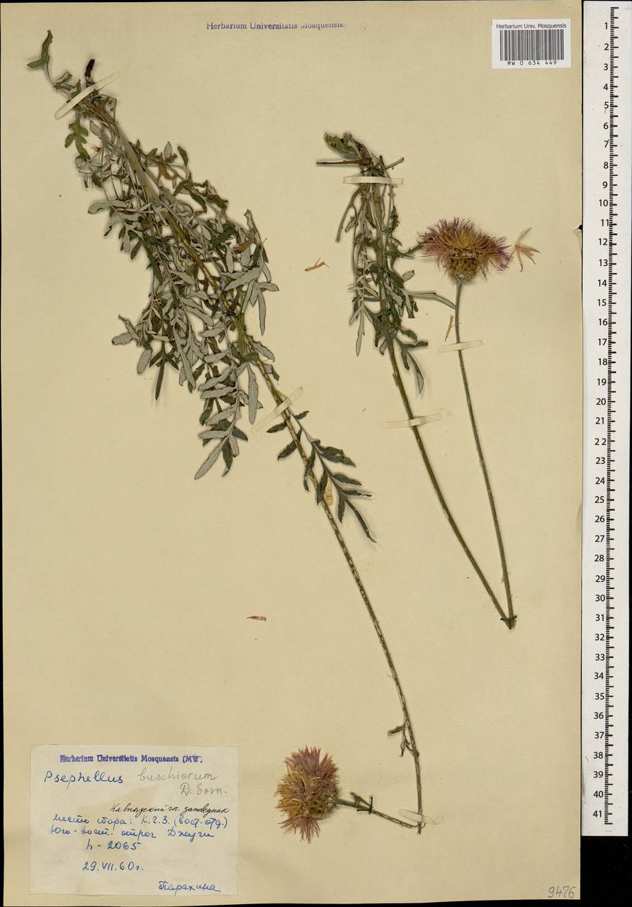 Псефеллюс Бушей Sosn., Кавказ, Краснодарский край и Адыгея (K1a) (Россия)