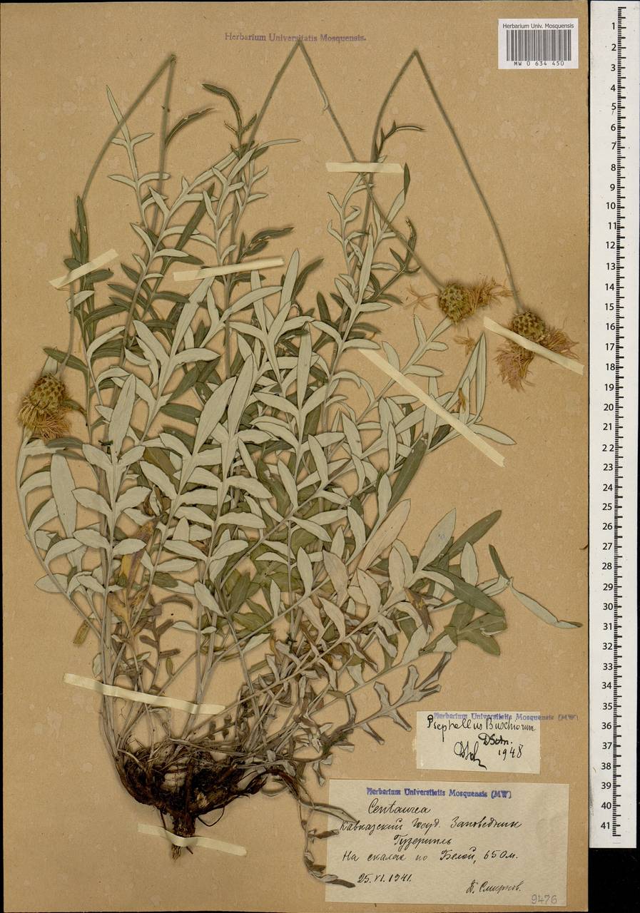 Псефеллюс Бушей Sosn., Кавказ, Краснодарский край и Адыгея (K1a) (Россия)