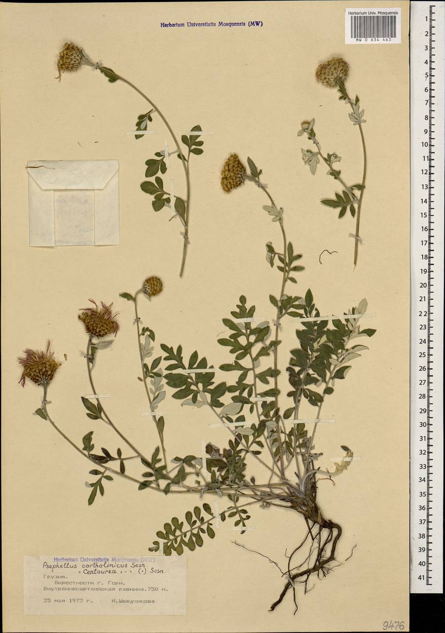 Псефеллюс карталинский Sosn., Кавказ, Грузия (K4) (Грузия)