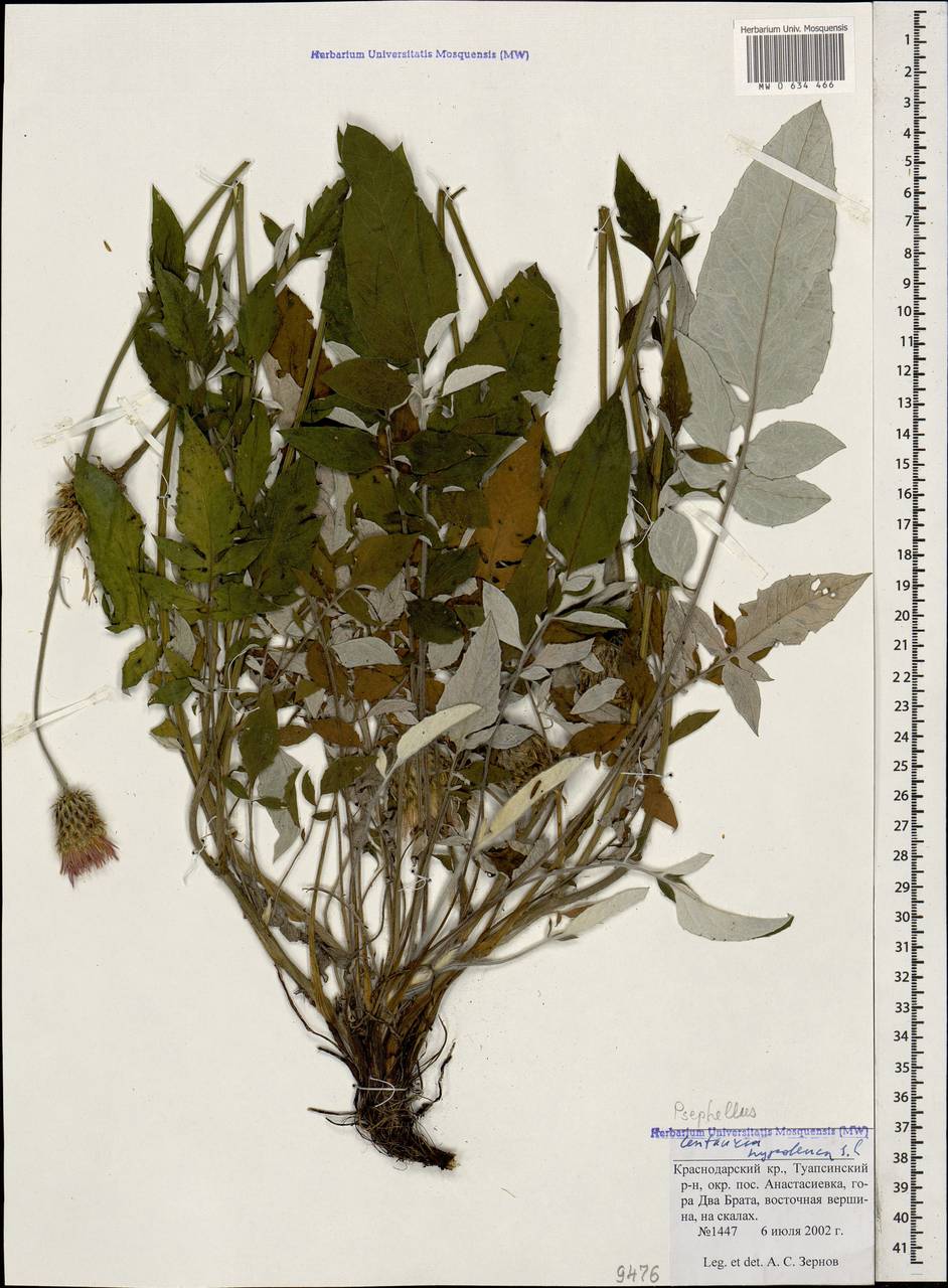 Псефеллюс черкесский (Albov) Galushko, Кавказ, Краснодарский край и Адыгея (K1a) (Россия)