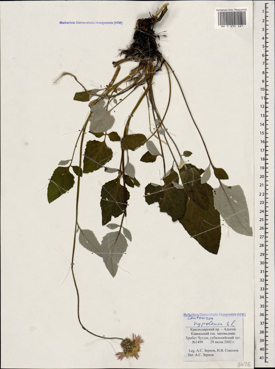 Псефеллюс черкесский (Albov) Galushko, Кавказ, Краснодарский край и Адыгея (K1a) (Россия)