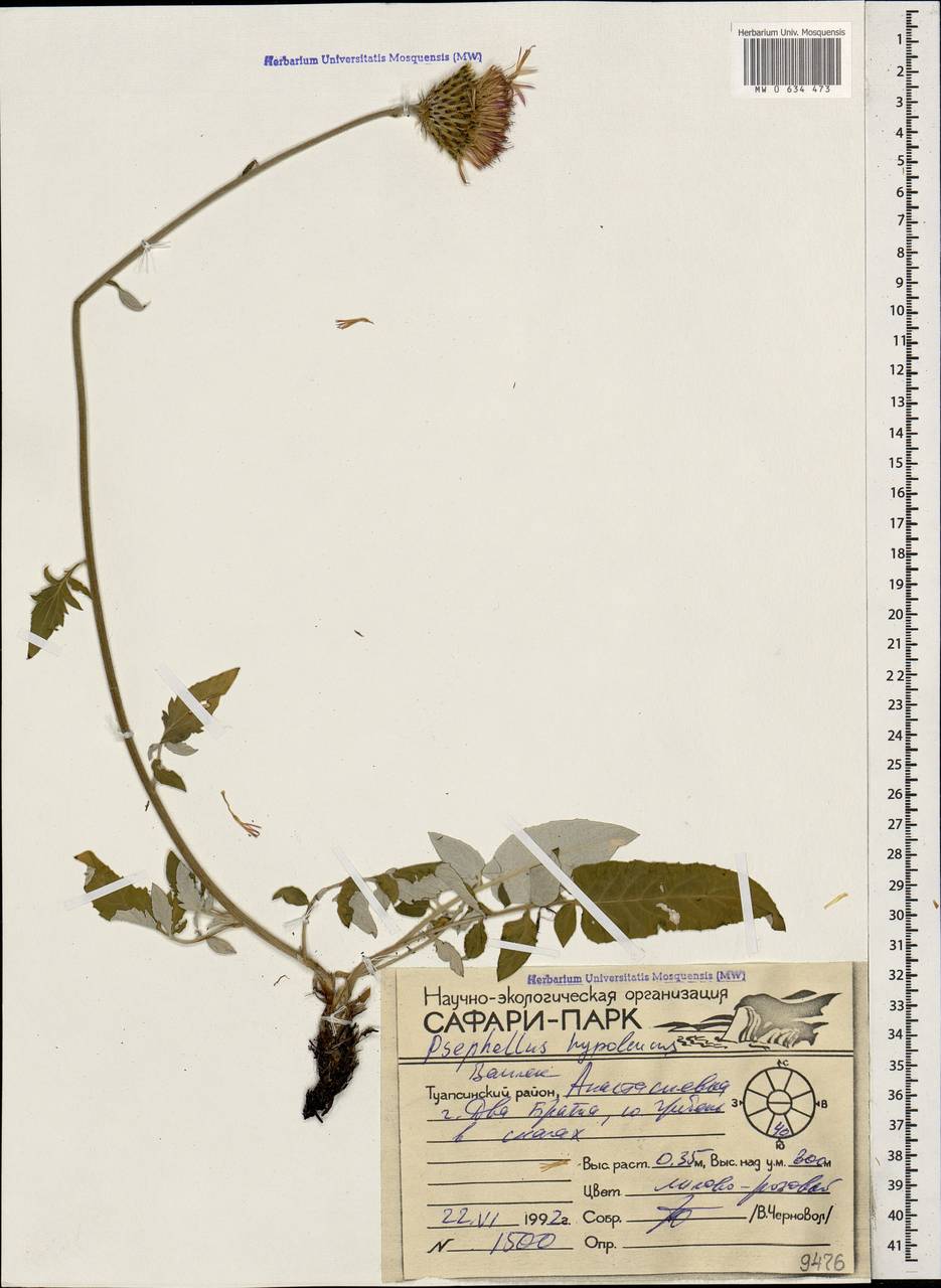 Псефеллюс черкесский (Albov) Galushko, Кавказ, Краснодарский край и Адыгея (K1a) (Россия)