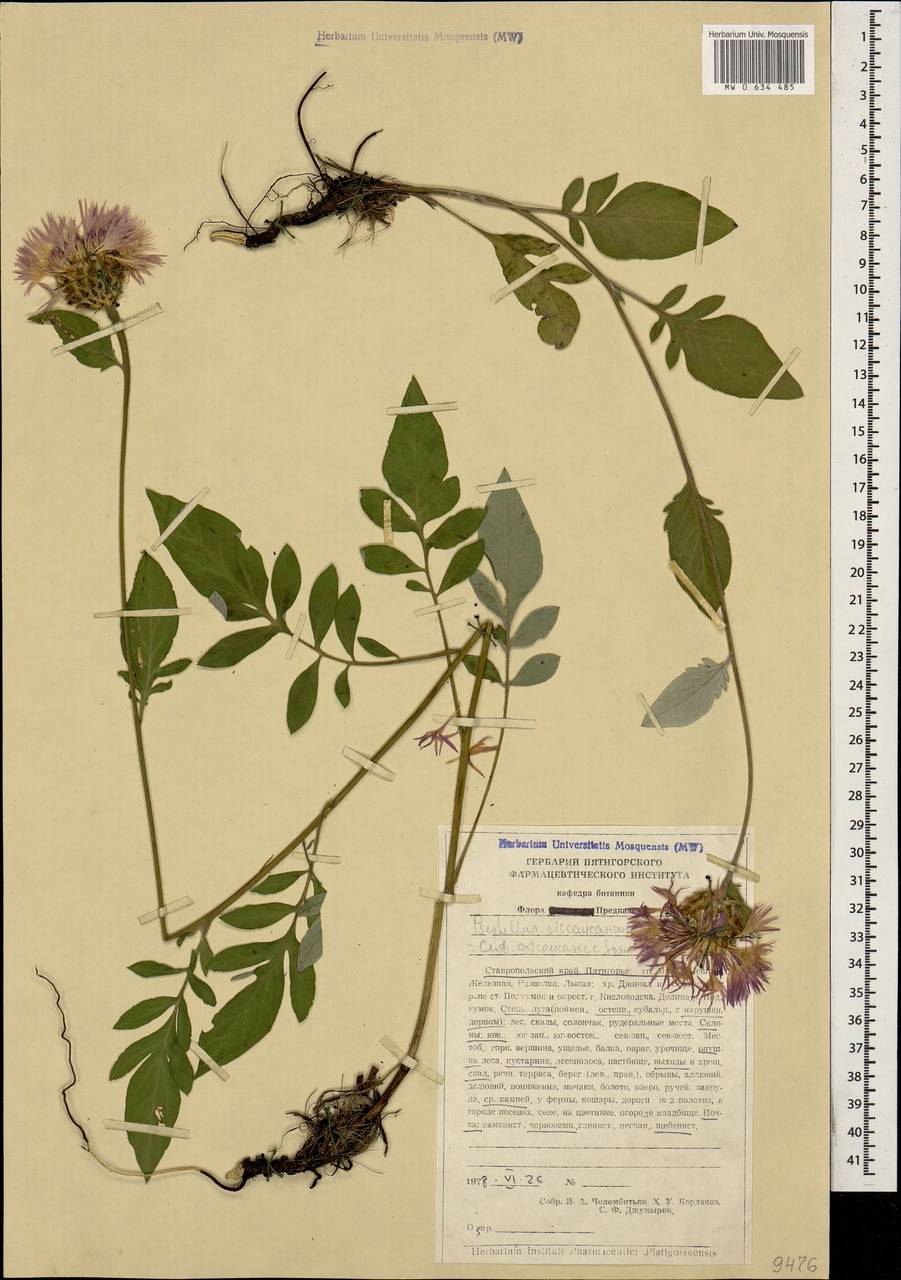 Псефеллюс черкесский (Albov) Galushko, Кавказ, Ставропольский край, Карачаево-Черкесия, Кабардино-Балкария (K1b) (Россия)