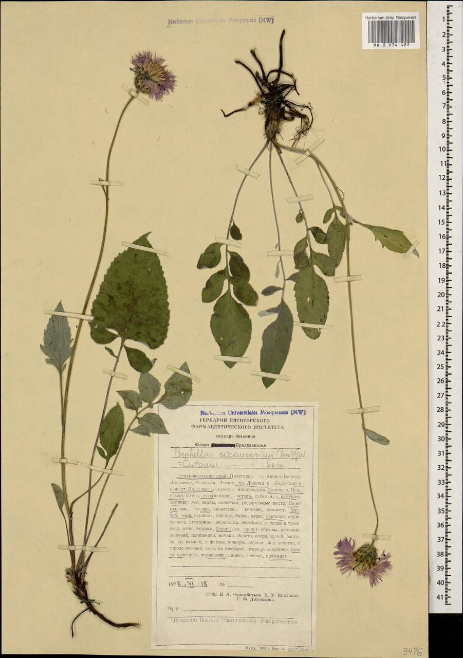 Псефеллюс черкесский (Albov) Galushko, Кавказ, Ставропольский край, Карачаево-Черкесия, Кабардино-Балкария (K1b) (Россия)