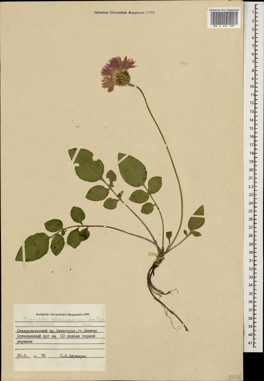 Псефеллюс черкесский (Albov) Galushko, Кавказ, Ставропольский край, Карачаево-Черкесия, Кабардино-Балкария (K1b) (Россия)