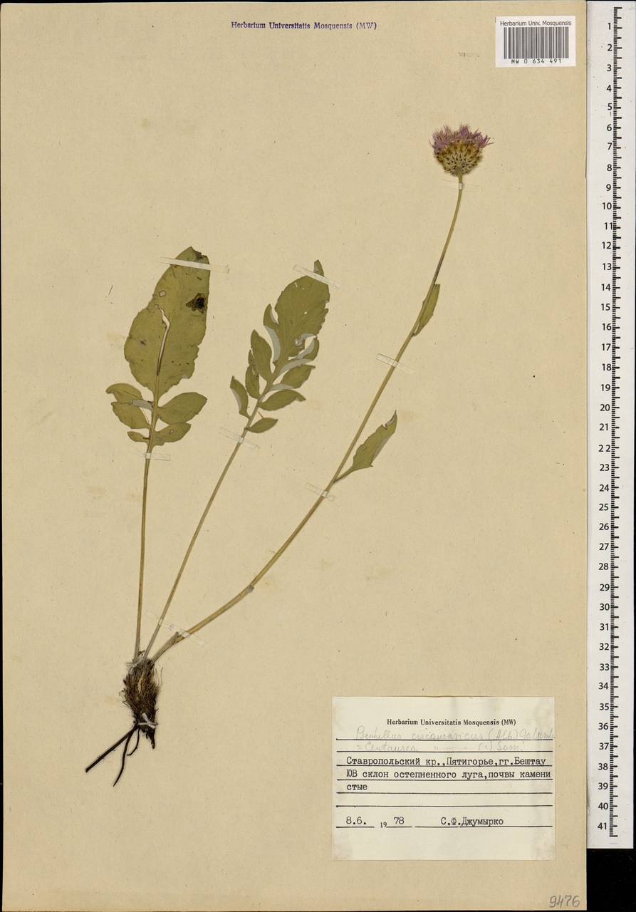 Псефеллюс черкесский (Albov) Galushko, Кавказ, Ставропольский край, Карачаево-Черкесия, Кабардино-Балкария (K1b) (Россия)