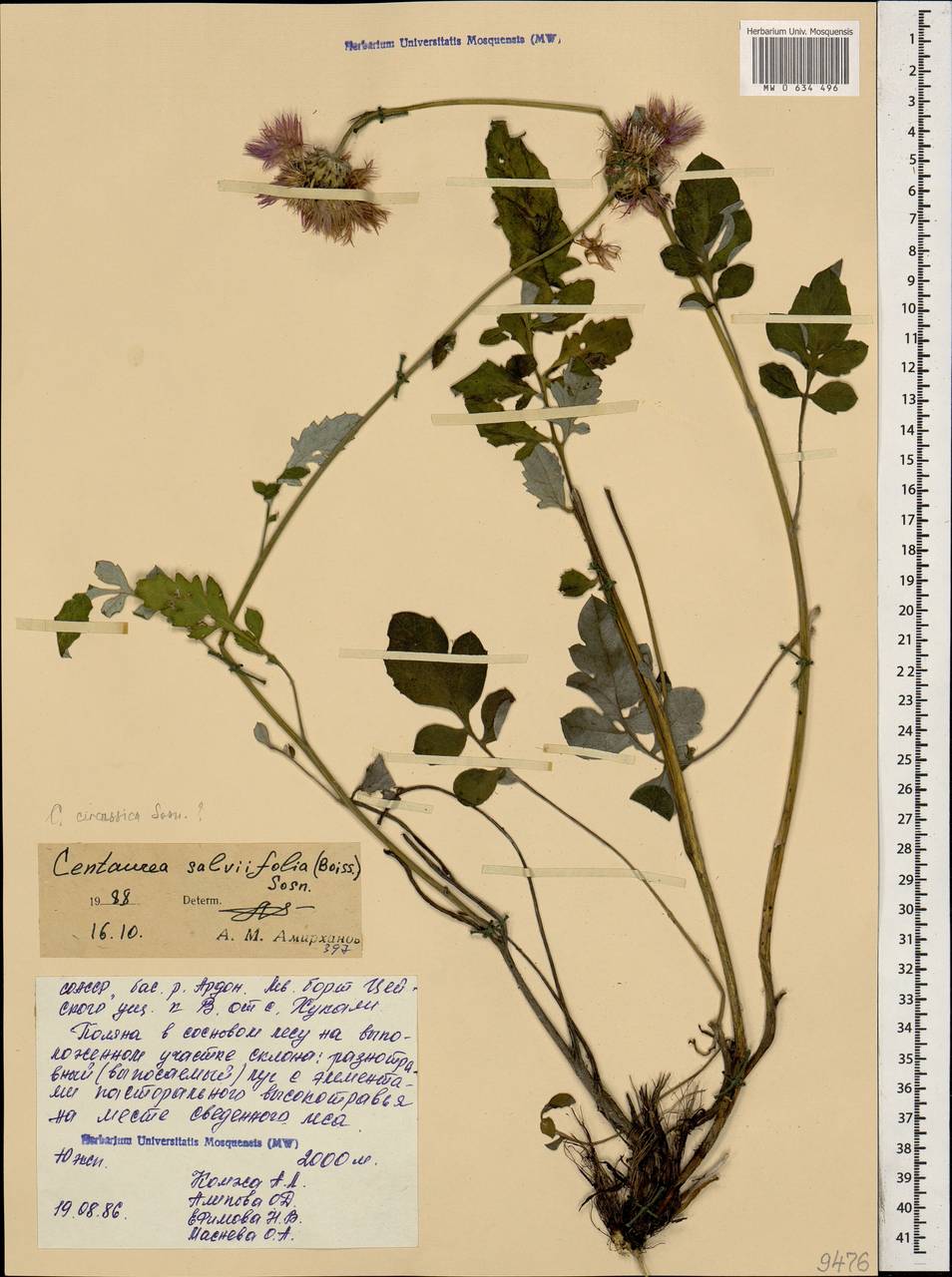 Псефеллюс черкесский (Albov) Galushko, Кавказ, Северная Осетия, Ингушетия и Чечня (K1c) (Россия)