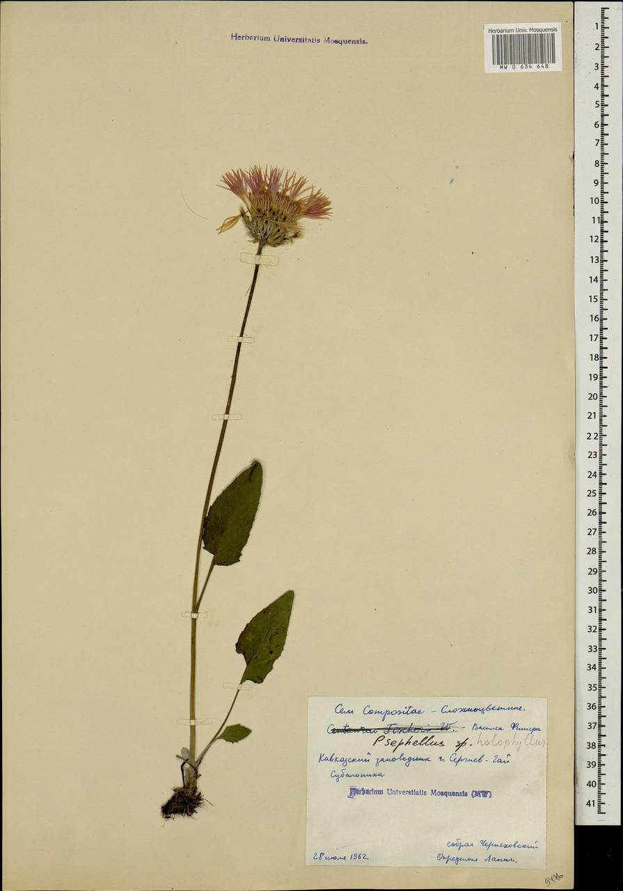 Псефеллюс цельнолистный (Soczava & Lipatova) Greuter, Кавказ, Краснодарский край и Адыгея (K1a) (Россия)