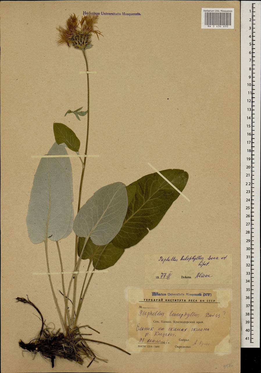Псефеллюс цельнолистный (Soczava & Lipatova) Greuter, Кавказ, Ставропольский край, Карачаево-Черкесия, Кабардино-Балкария (K1b) (Россия)