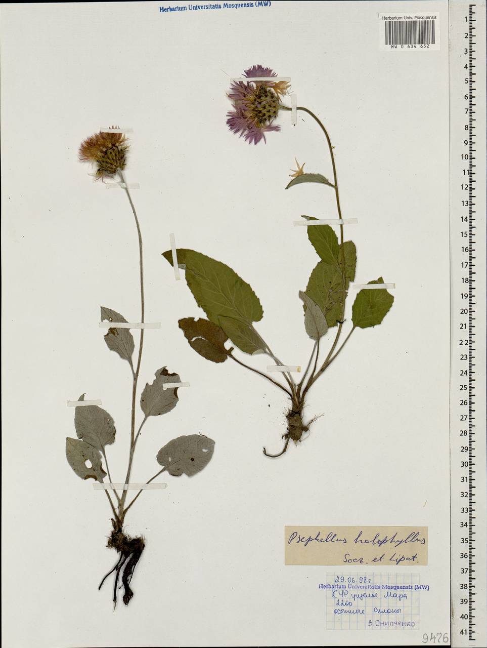 Псефеллюс цельнолистный (Soczava & Lipatova) Greuter, Кавказ, Ставропольский край, Карачаево-Черкесия, Кабардино-Балкария (K1b) (Россия)