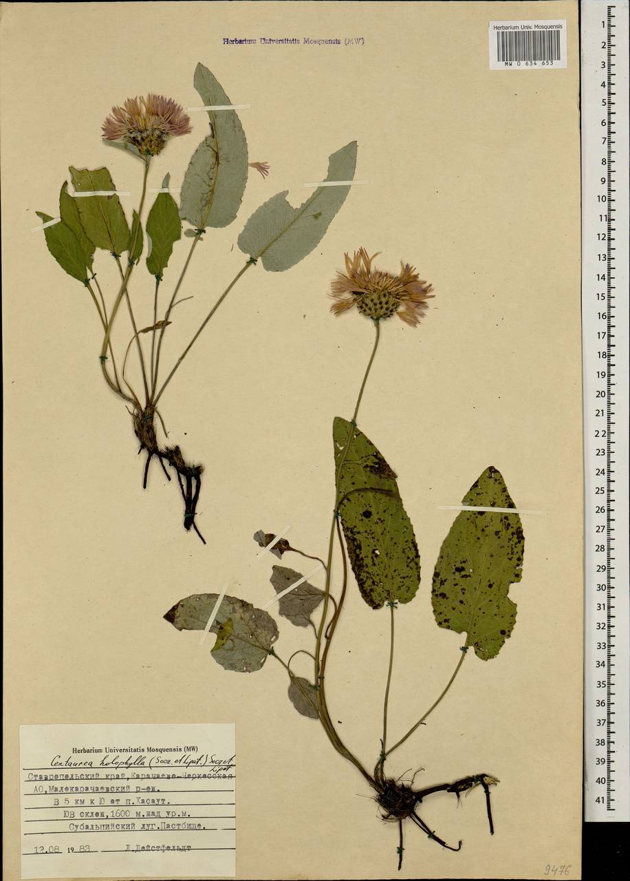 Псефеллюс цельнолистный (Soczava & Lipatova) Greuter, Кавказ, Ставропольский край, Карачаево-Черкесия, Кабардино-Балкария (K1b) (Россия)