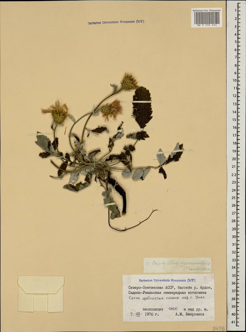 Псефеллюс цельнолистный (Soczava & Lipatova) Greuter, Кавказ, Северная Осетия, Ингушетия и Чечня (K1c) (Россия)