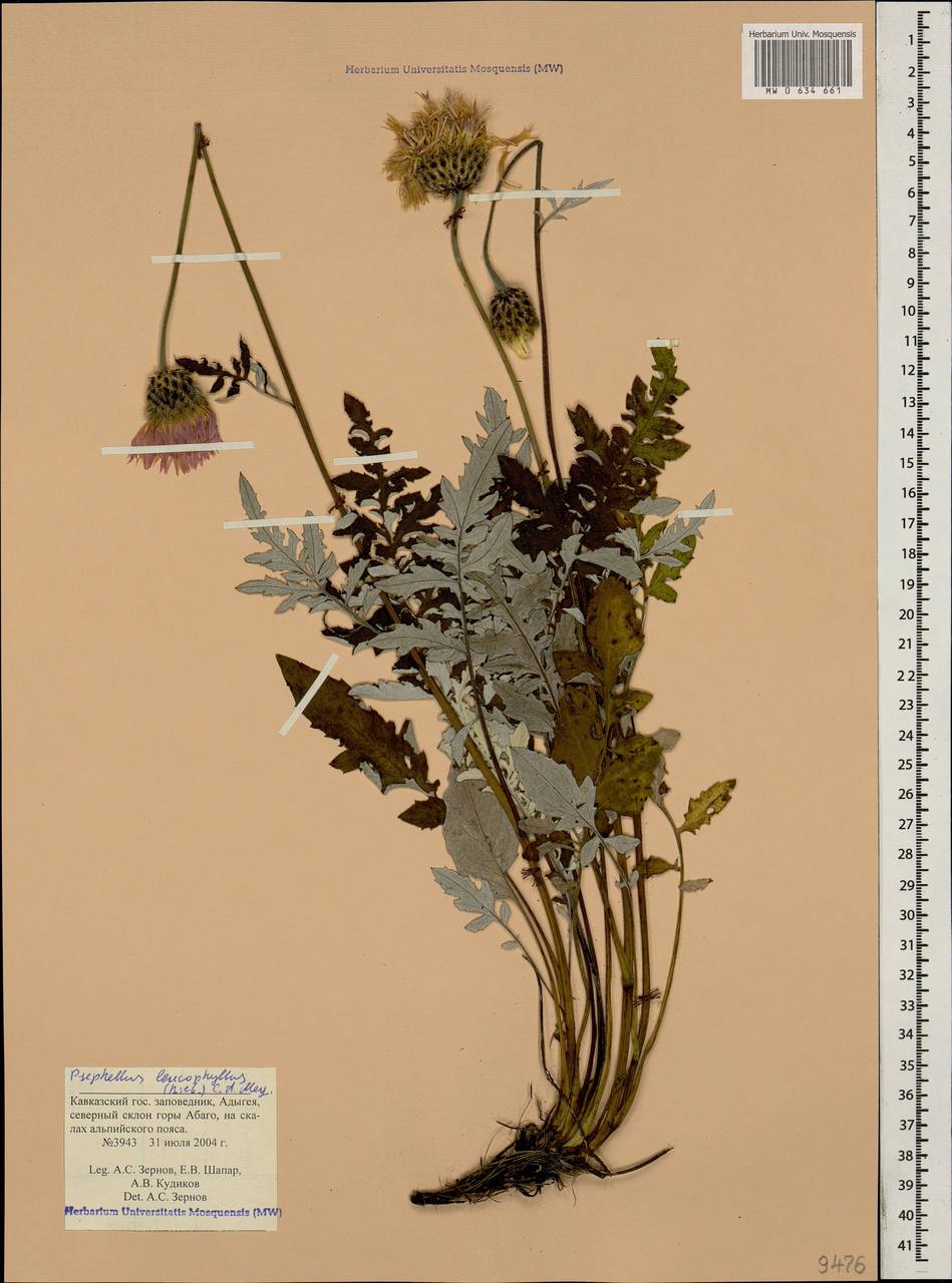 Псефеллюс белолистный (M. Bieb.) C. A. Mey., Кавказ, Краснодарский край и Адыгея (K1a) (Россия)