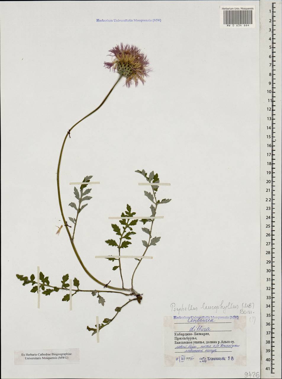 Псефеллюс белолистный (M. Bieb.) C. A. Mey., Кавказ, Ставропольский край, Карачаево-Черкесия, Кабардино-Балкария (K1b) (Россия)