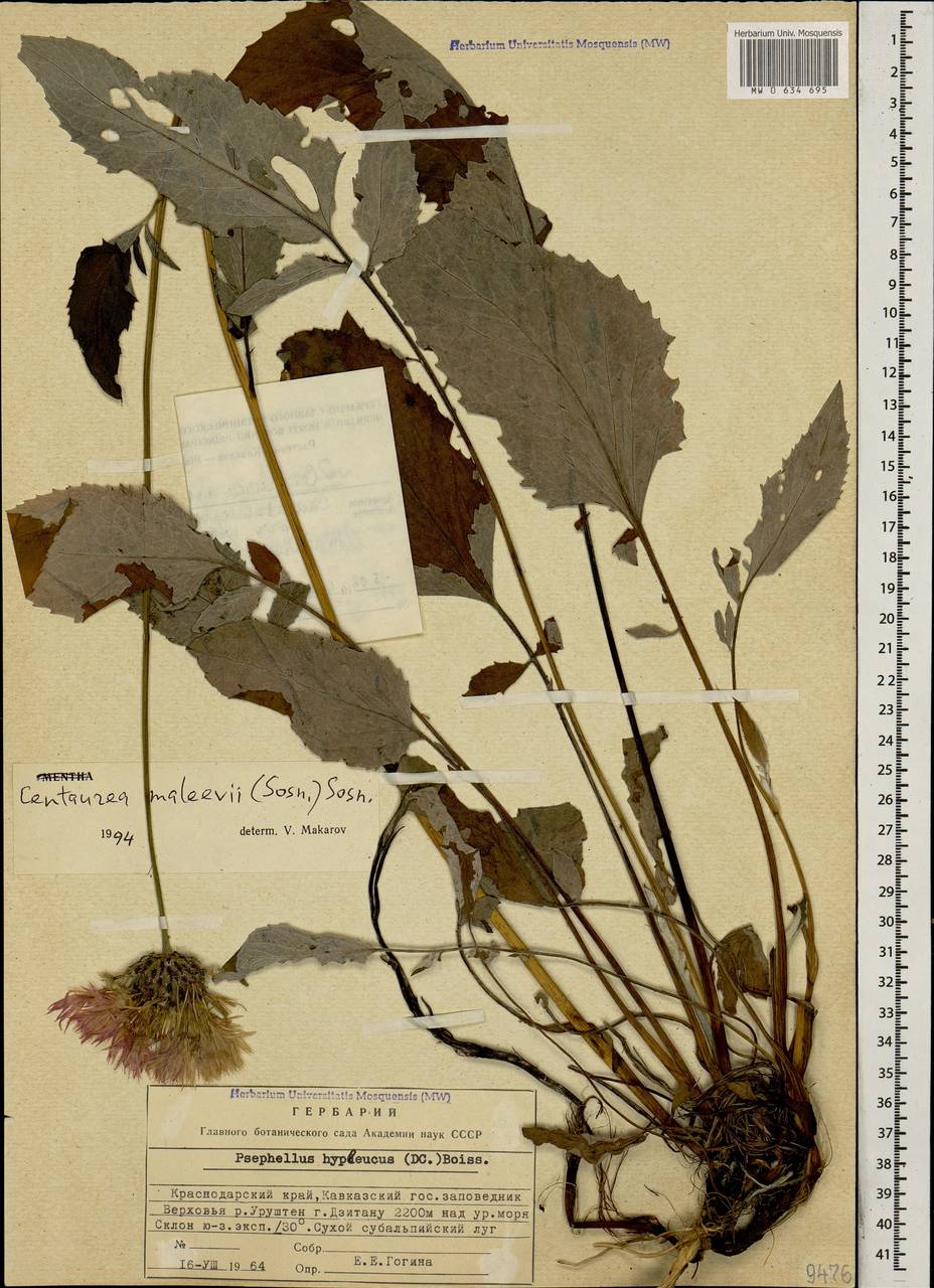 Псефеллюс Малеева Sosn., Кавказ, Краснодарский край и Адыгея (K1a) (Россия)