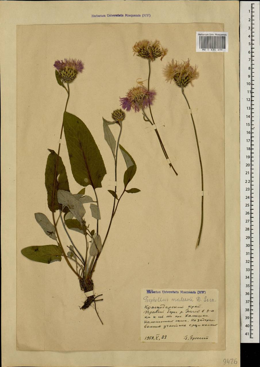 Псефеллюс Малеева Sosn., Кавказ, Краснодарский край и Адыгея (K1a) (Россия)