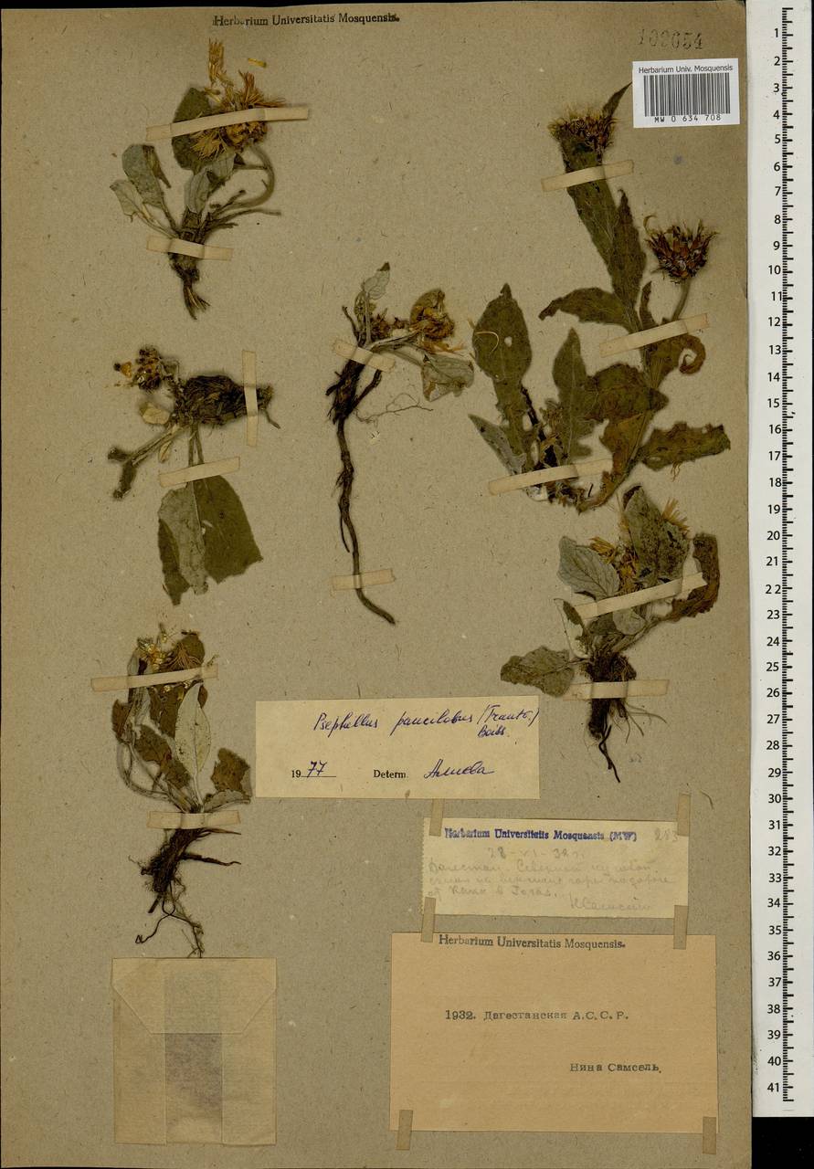 Псефеллюс немноголопастной (Trautv.) Boiss., Кавказ, Дагестан (K2) (Россия)