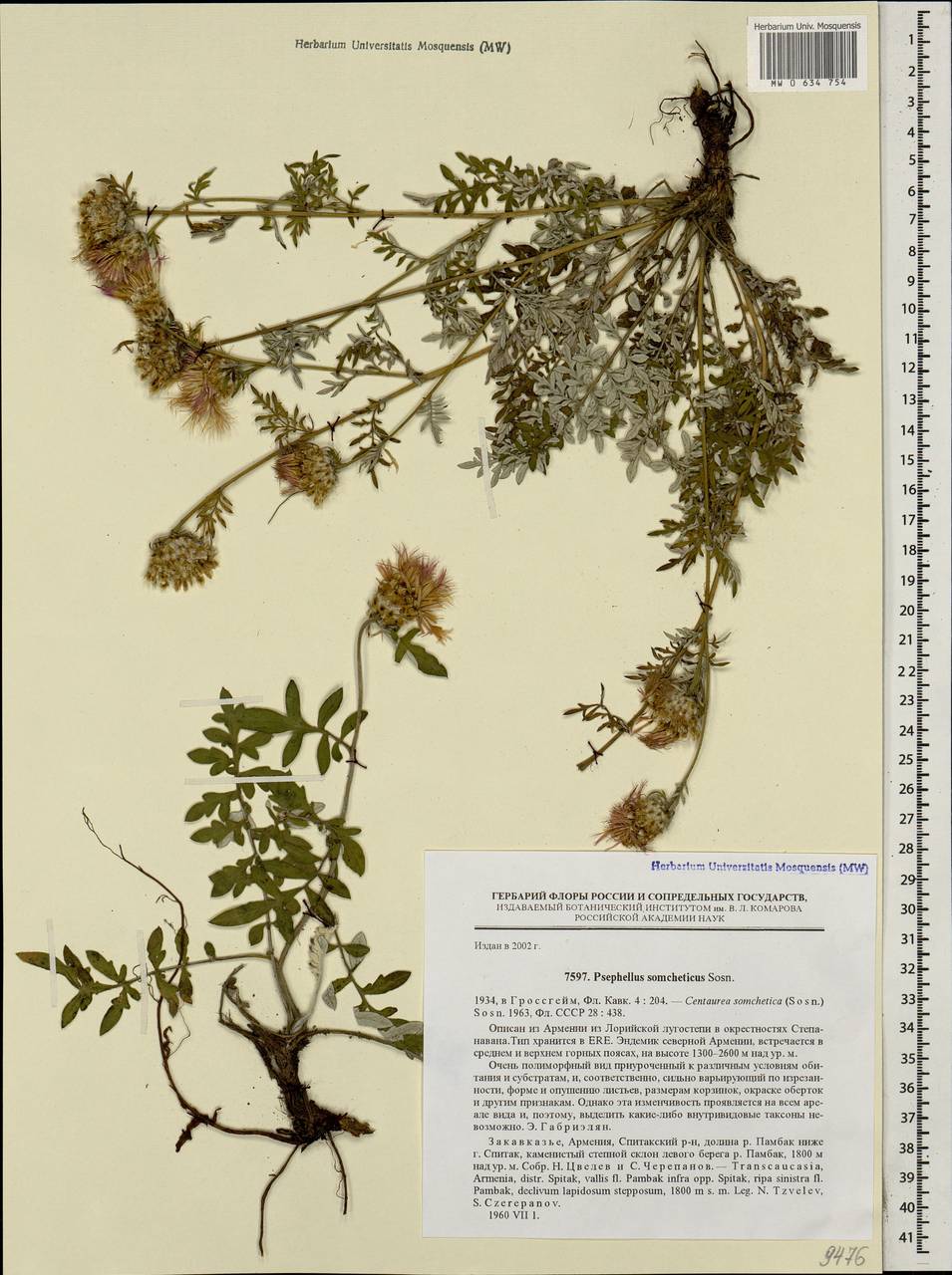 Psephellus somcheticus Sosn., Кавказ, Армения (K5) (Армения)